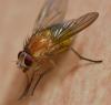 Phaonia pallida